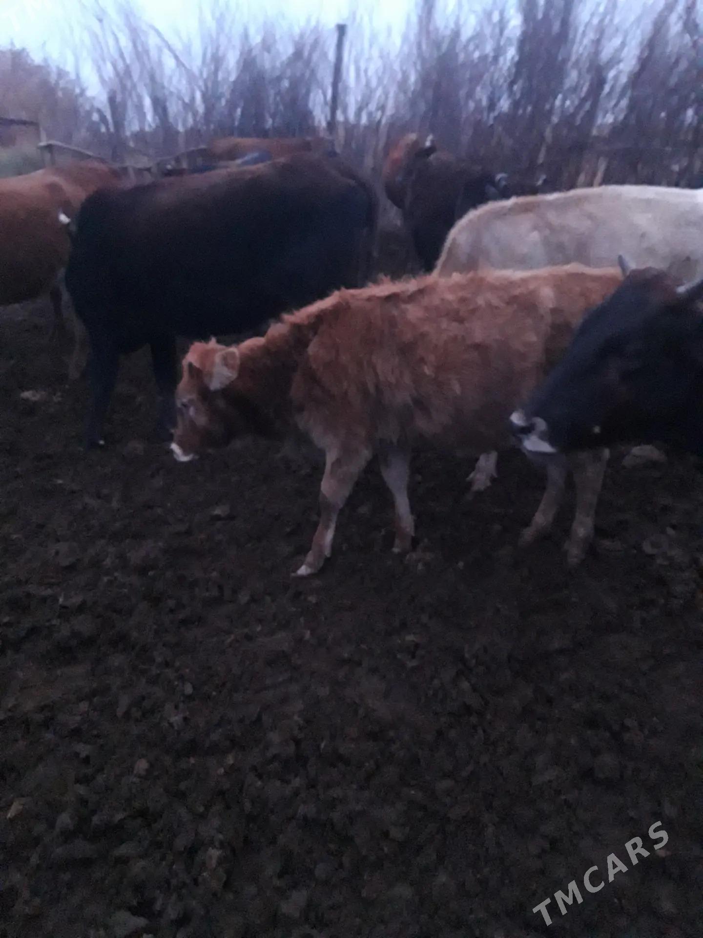 tuwe sygyr - Tejen - img 1