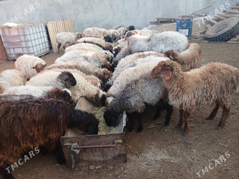 токлы - Балканабат - img 1