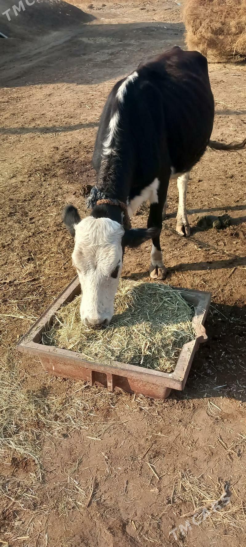 Galyšdeýin - Sakarçäge - img 1