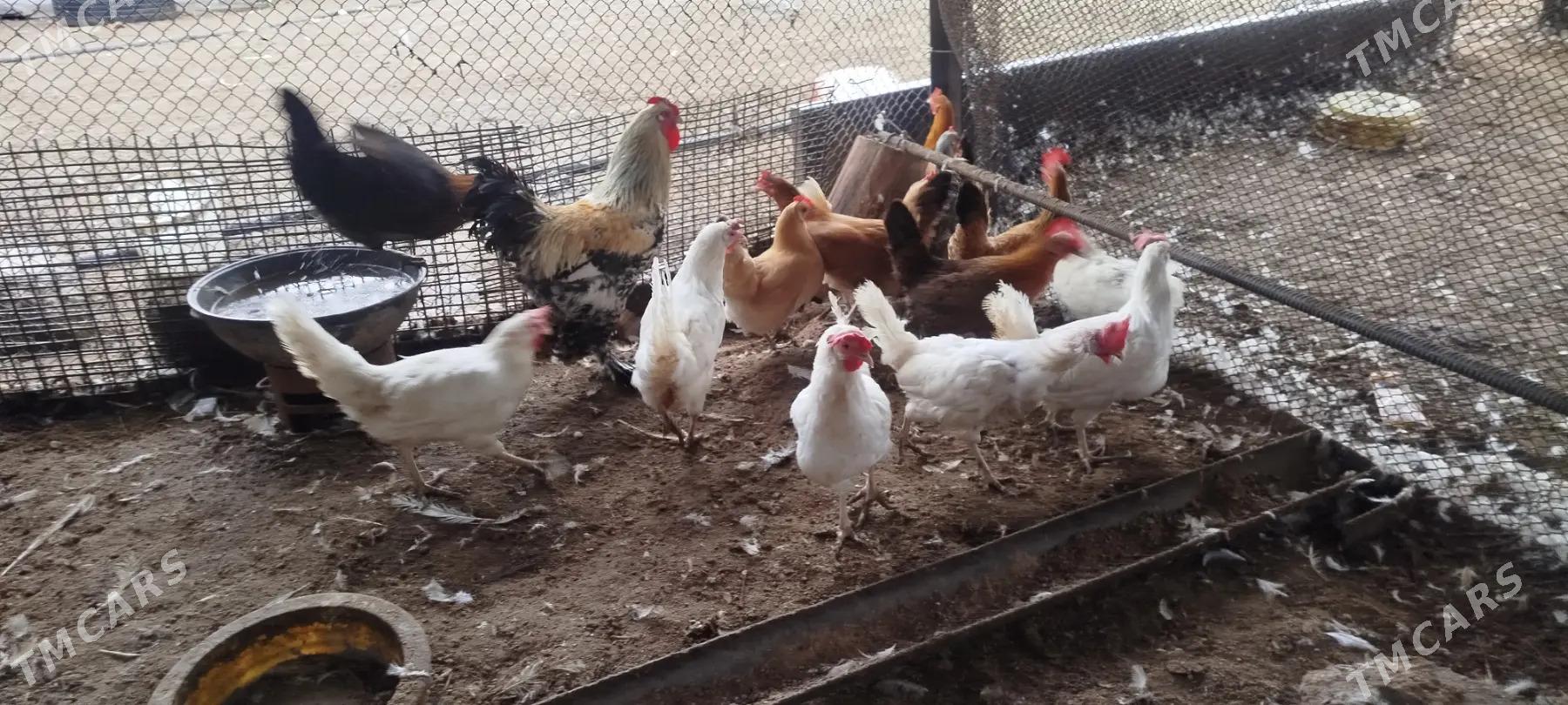 towuk - Анев - img 1