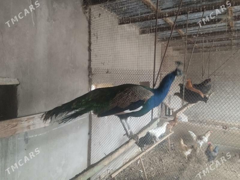 Tawus guş - Türkmengala - img 1