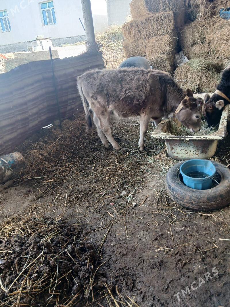 tüwe - Гёкдепе - img 1