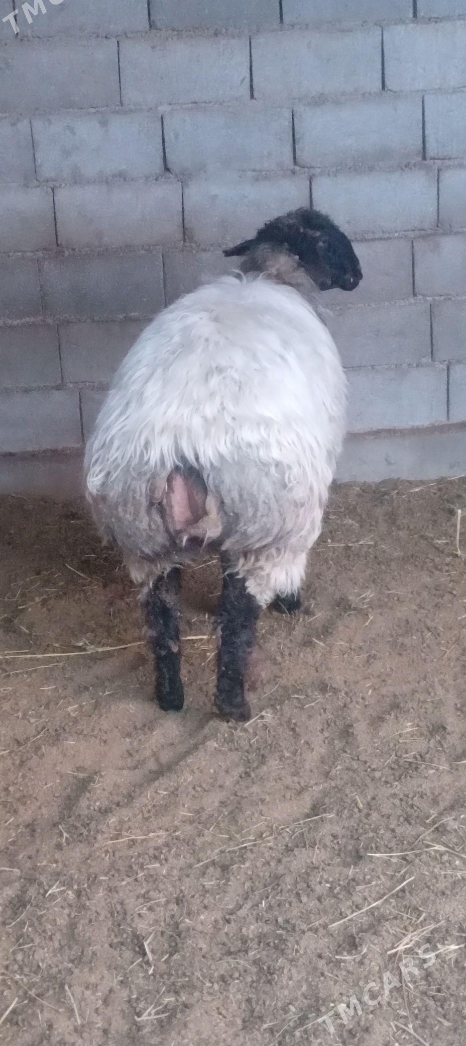 goýun - Гёкдепе - img 1