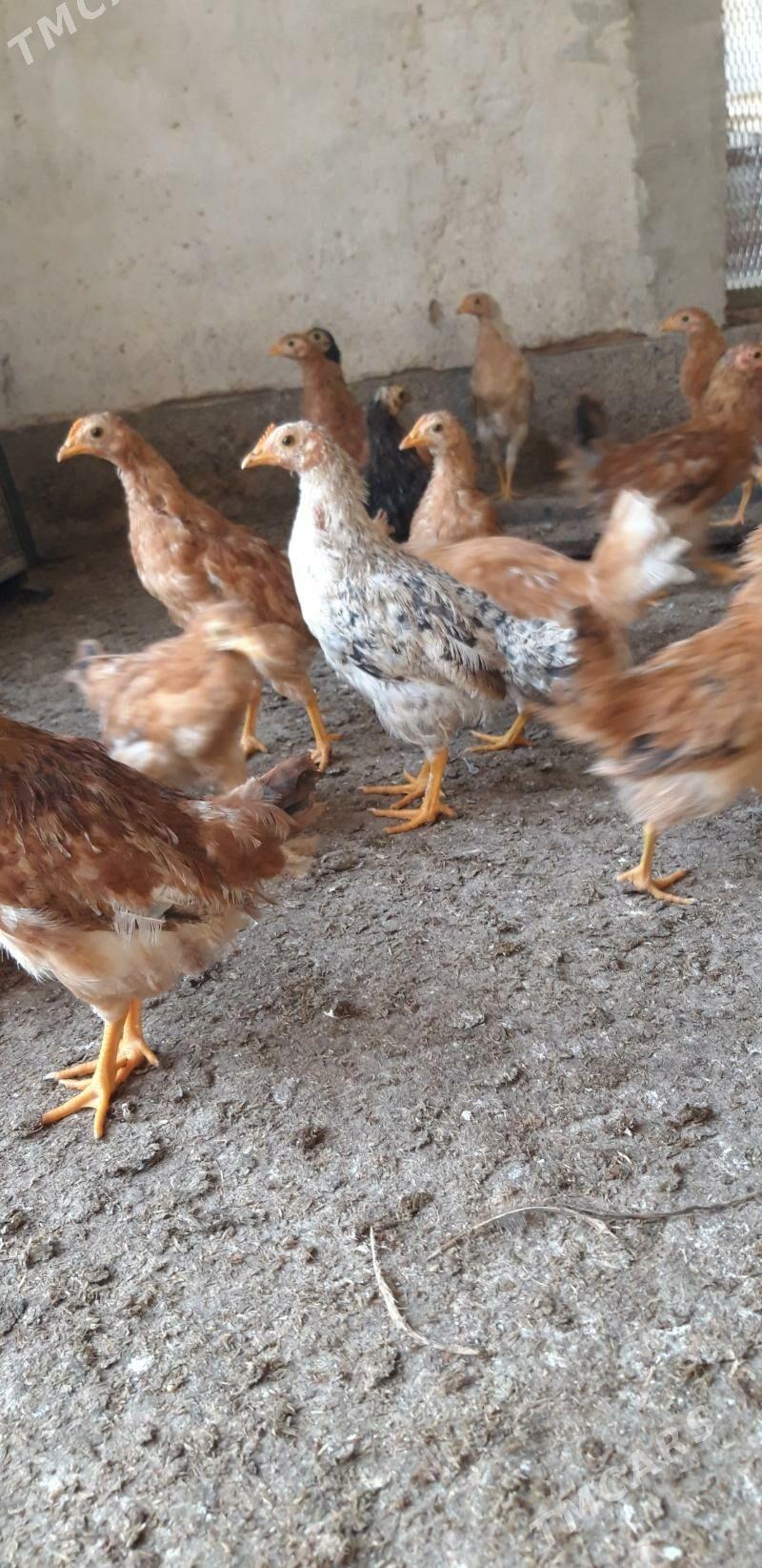 Üç ýarym aýlyk jüýjeler. - Бабадайхан - img 1