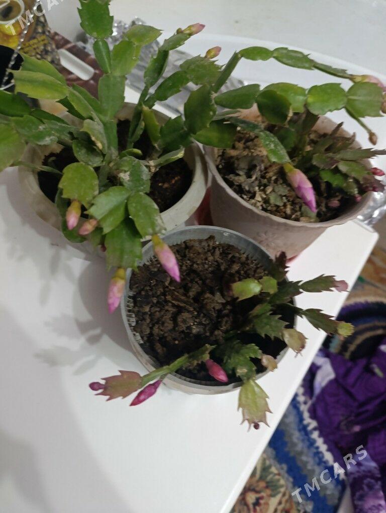 Декабриств - 30 mkr - img 1