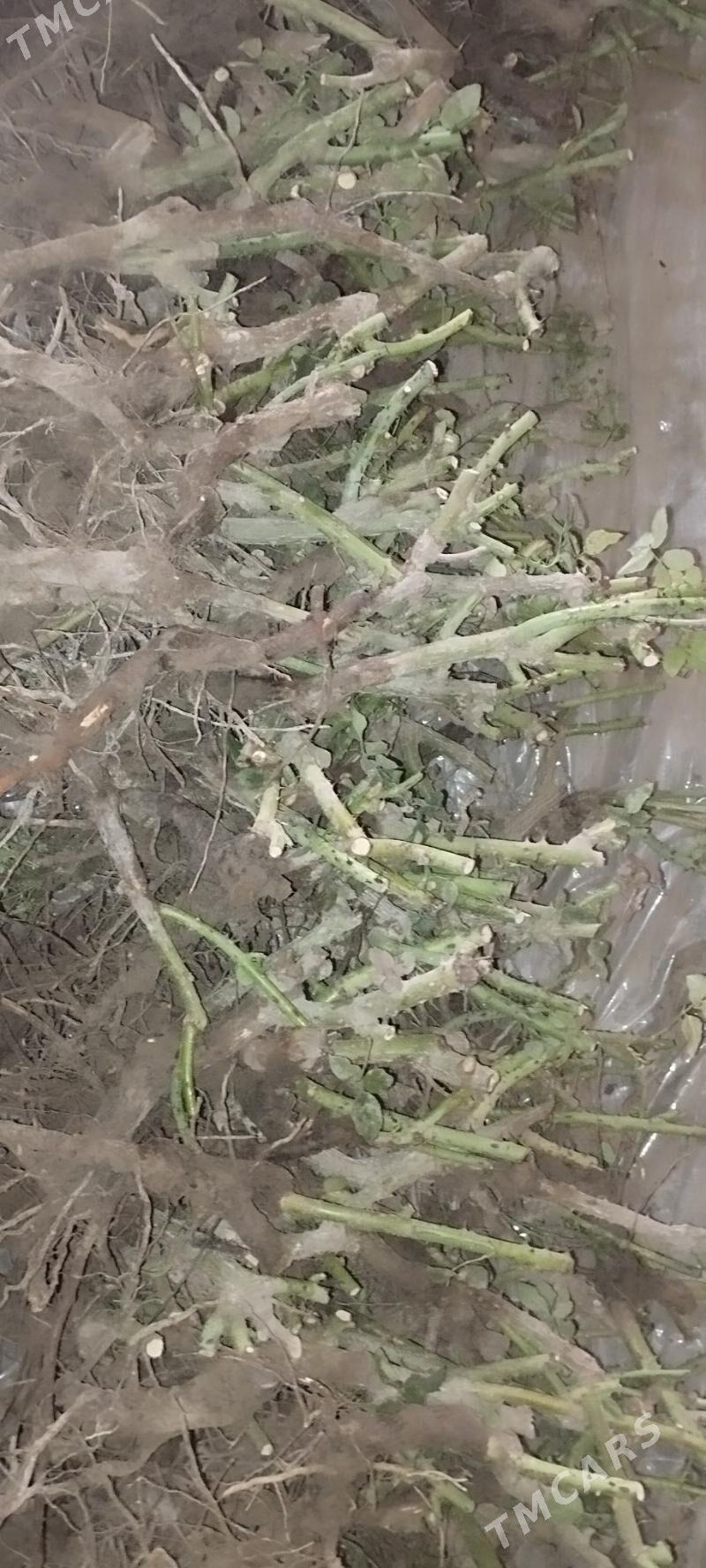 "черная магия" Nahal - Чарджоу - img 1