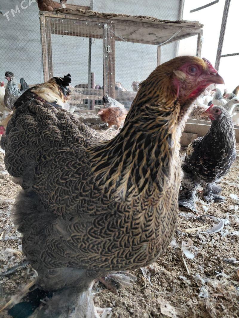 brama bolgar garysyk - Gökdepe - img 1