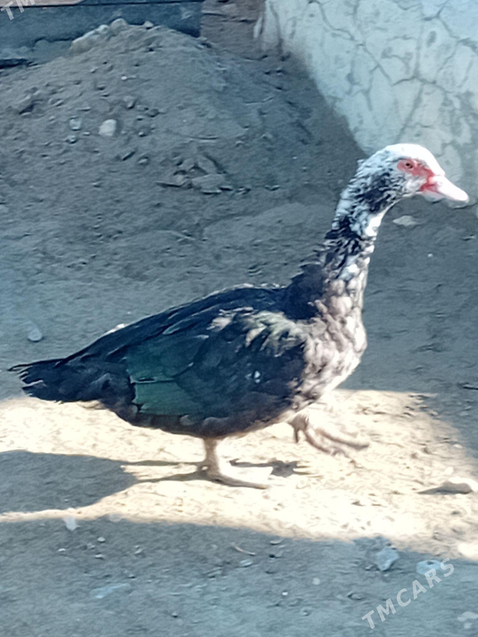 Erkek ordek towuk juje karlik - Gyzylarbat - img 1