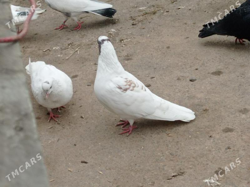 gowy guslar sol bahada 100 - Änew - img 1