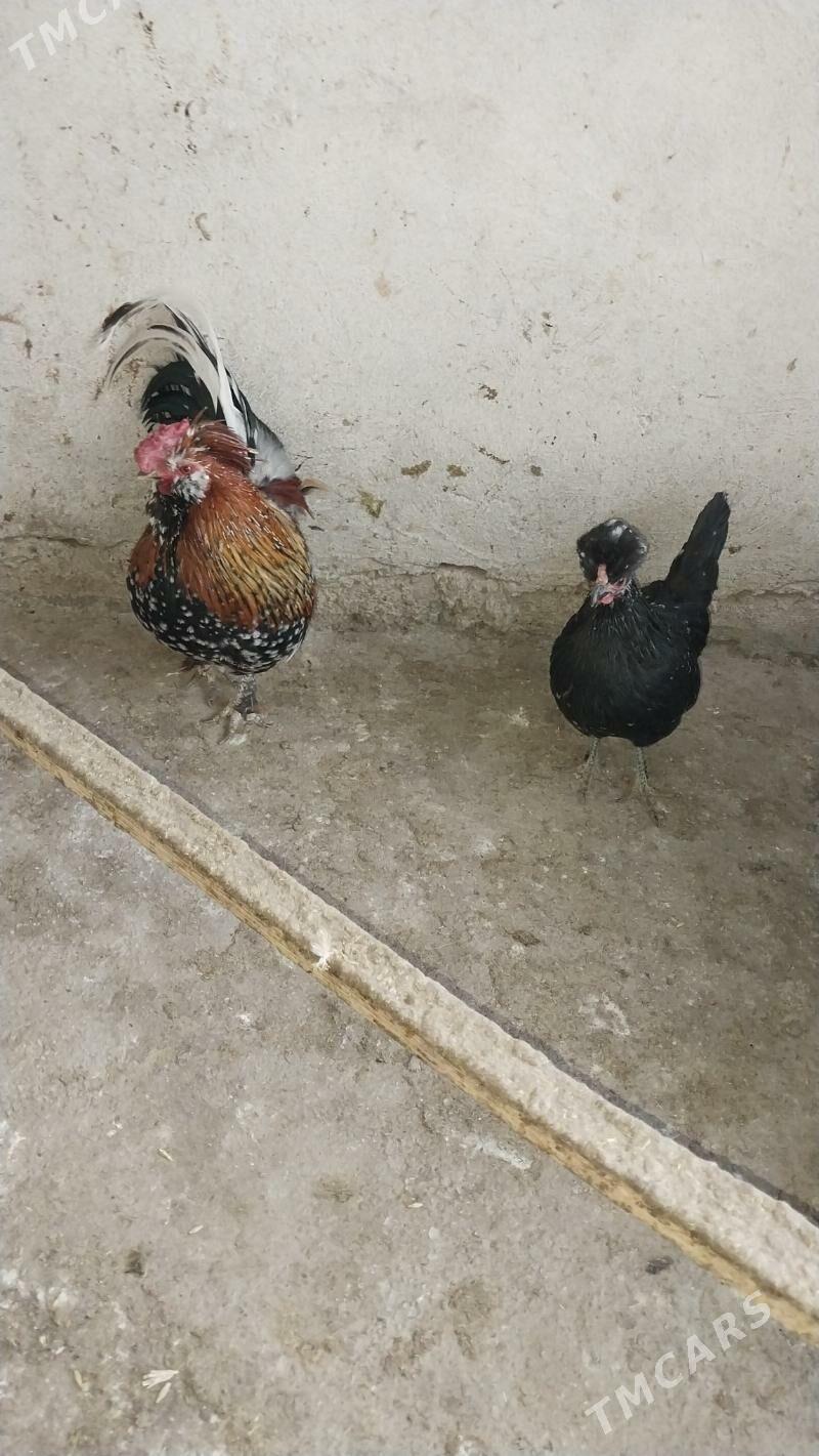 KARLIK - Tejen - img 1