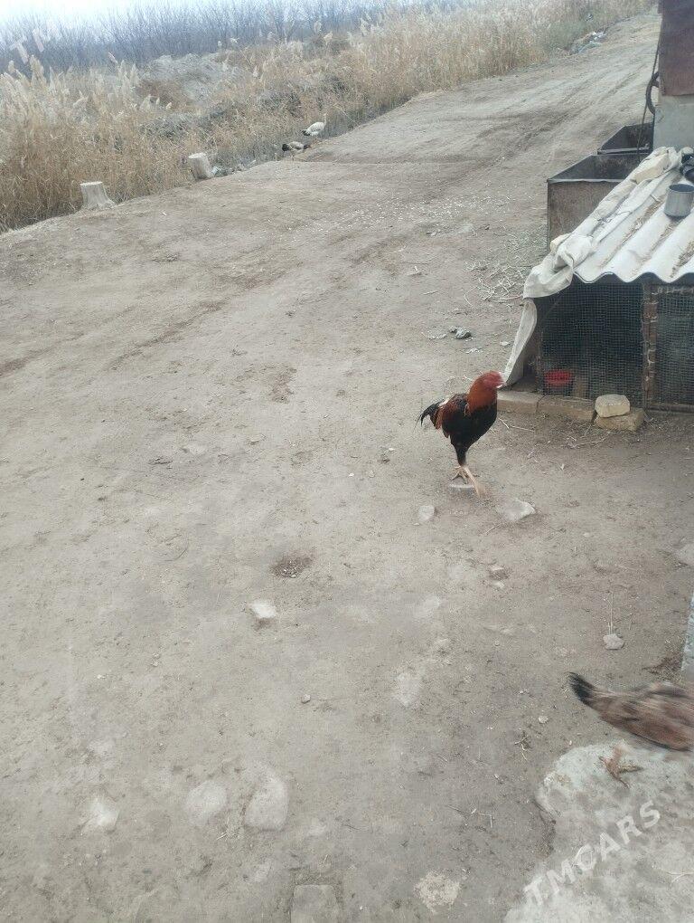 Baysol - Çärjew - img 1