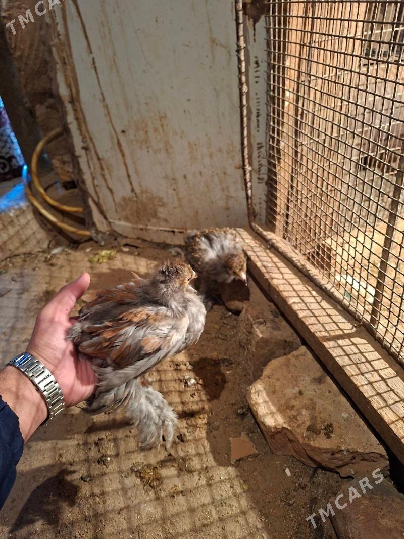 brama - Jebel - img 1