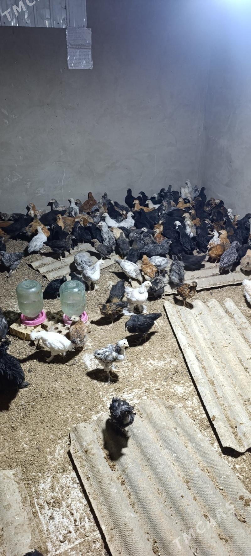 juje - Sakarçäge - img 1