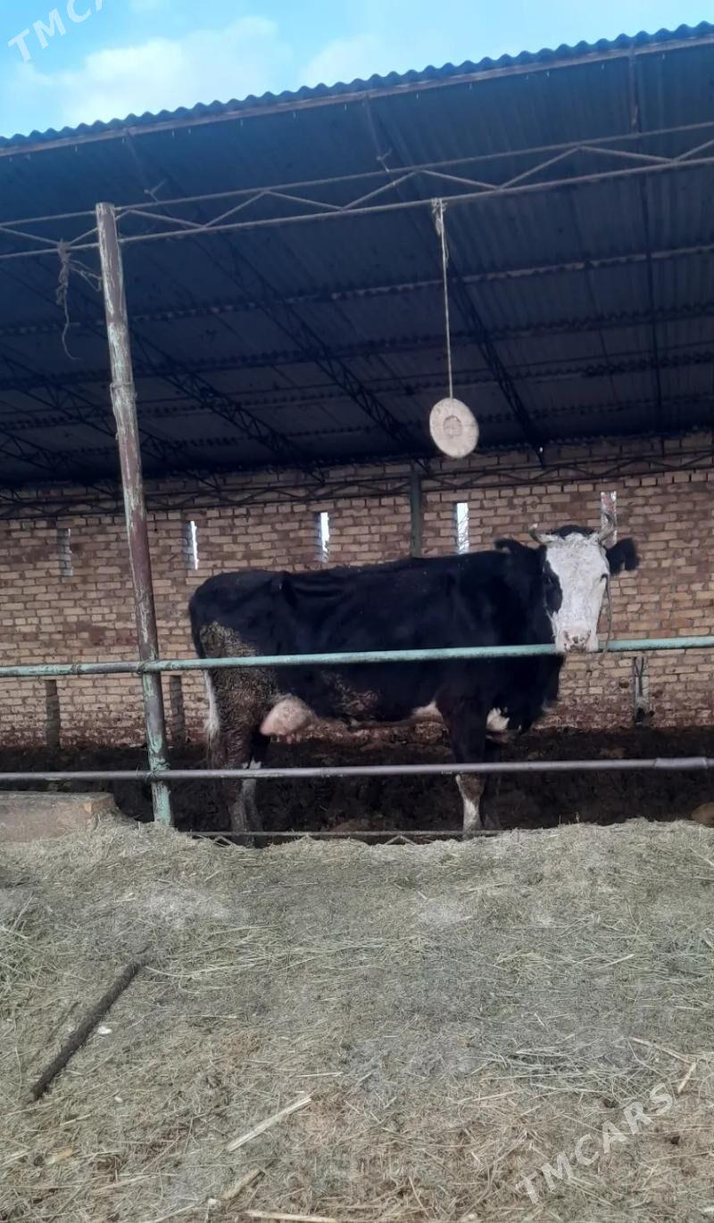 suytli sygyr gibrit - Койтендаг - img 1