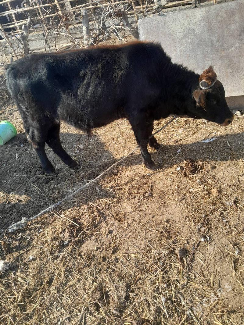 okuz - Чарджоу - img 1