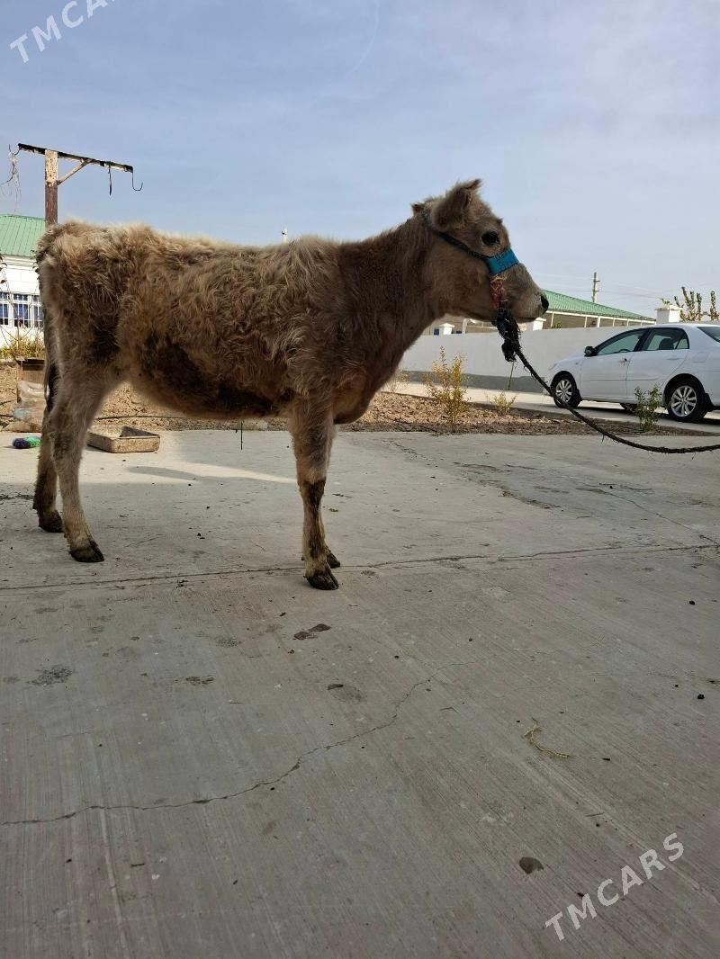gole tuwe - Ak bugdaý etraby - img 1