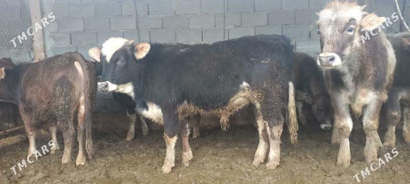 okuz - Änew - img 1