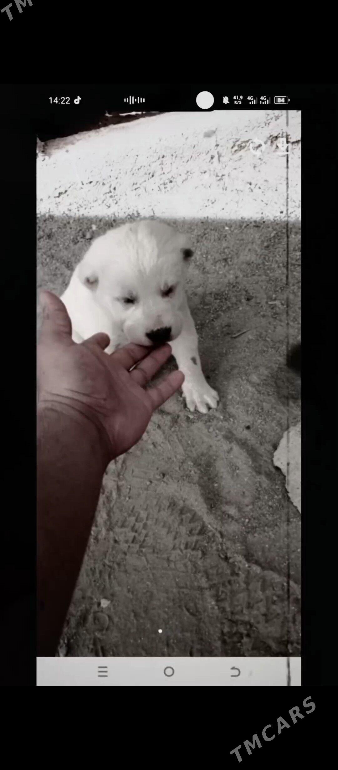 2 AYLYK GUJUK - Garadamak - img 1