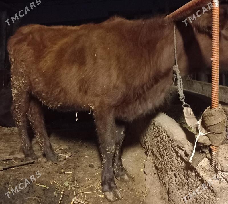 tuwe - Яшлык - img 1