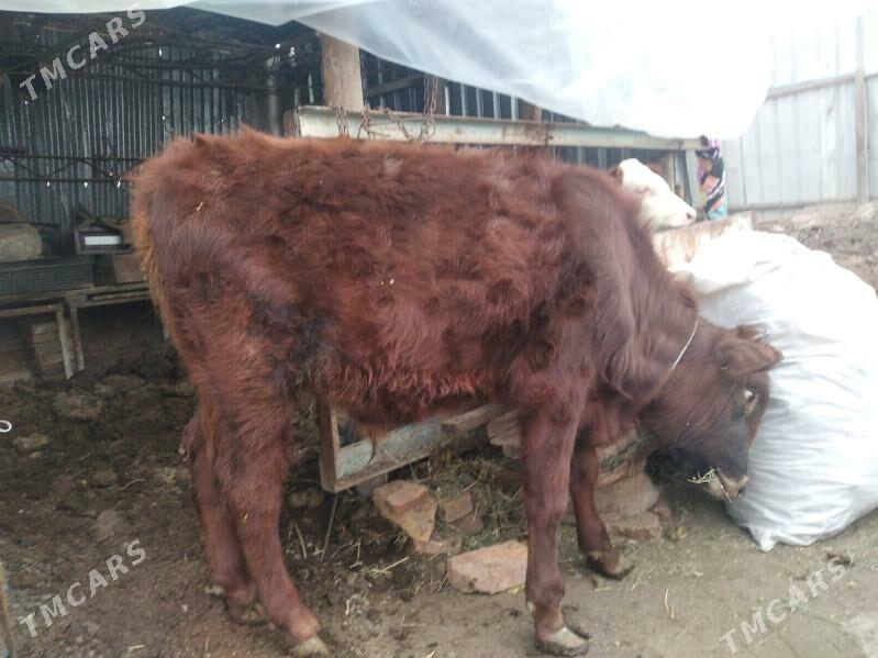 окуз - Туркменабат - img 1