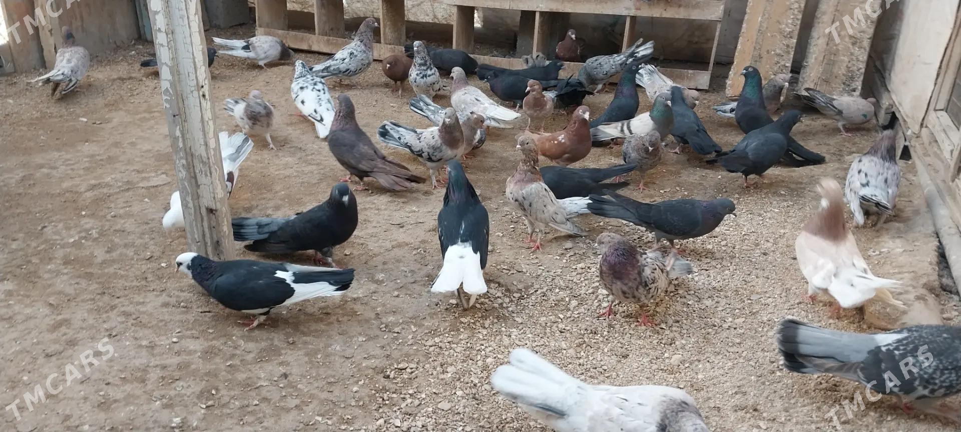 kepderi - Gumdag - img 1