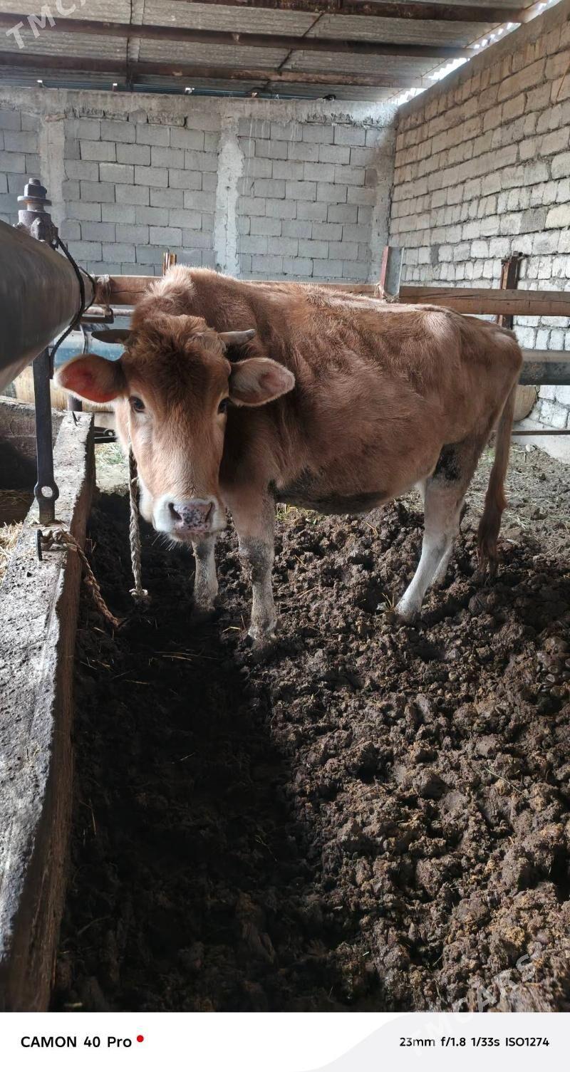 Sygyr - Gökdepe - img 1