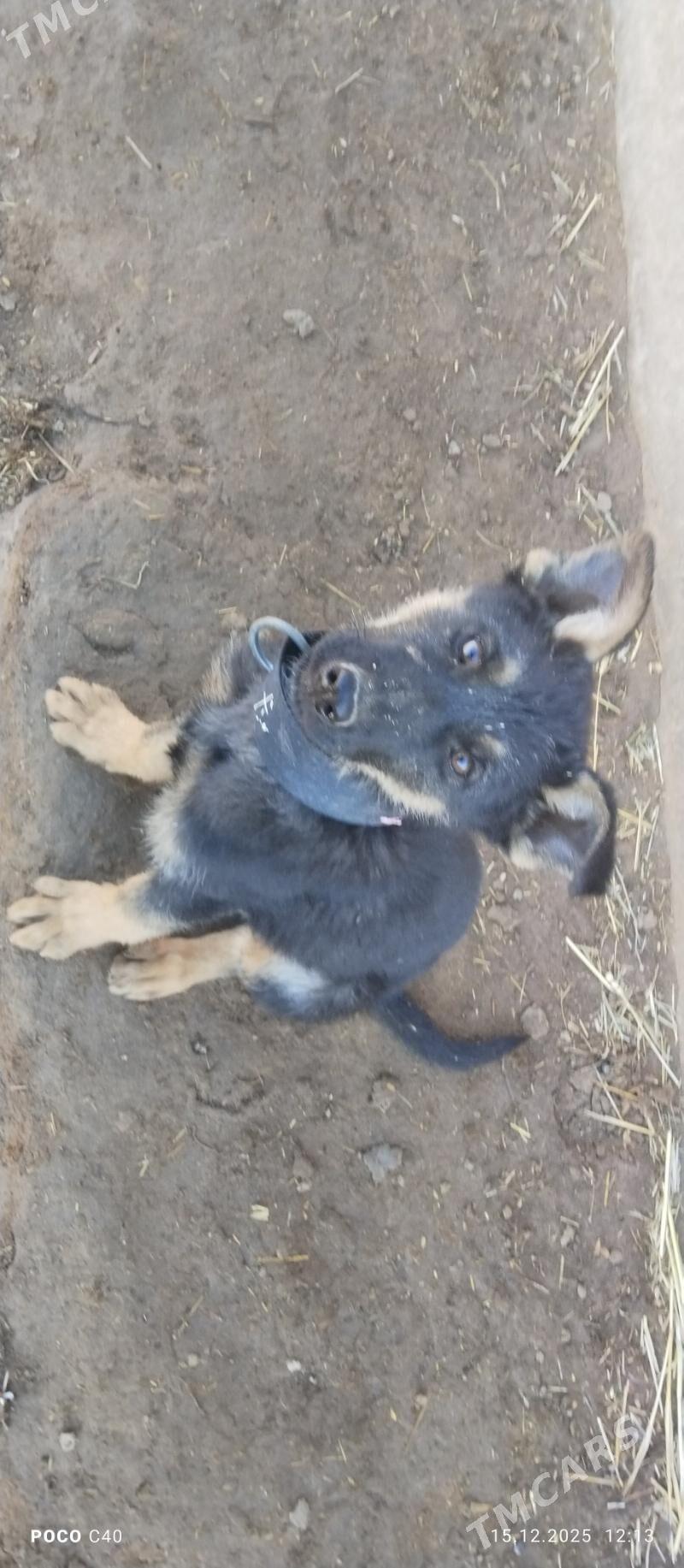 awçarka gujik - Şabat etr. - img 1