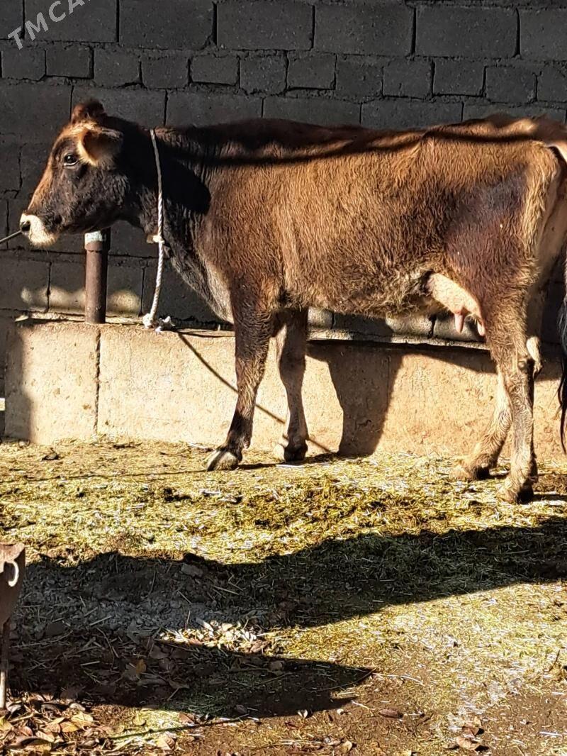 Goleli Sygyr - Bäherden - img 1