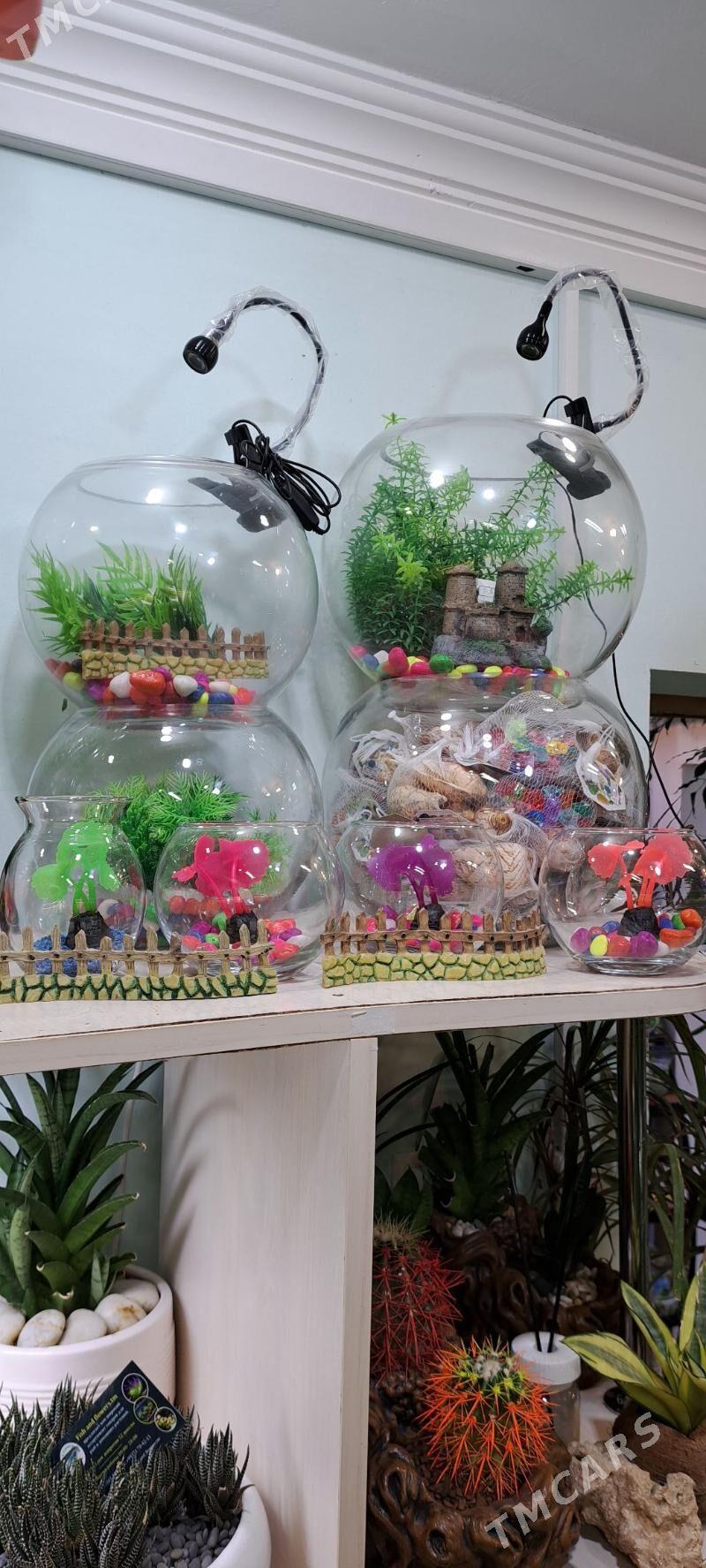 для рыб - Aşgabat - img 1