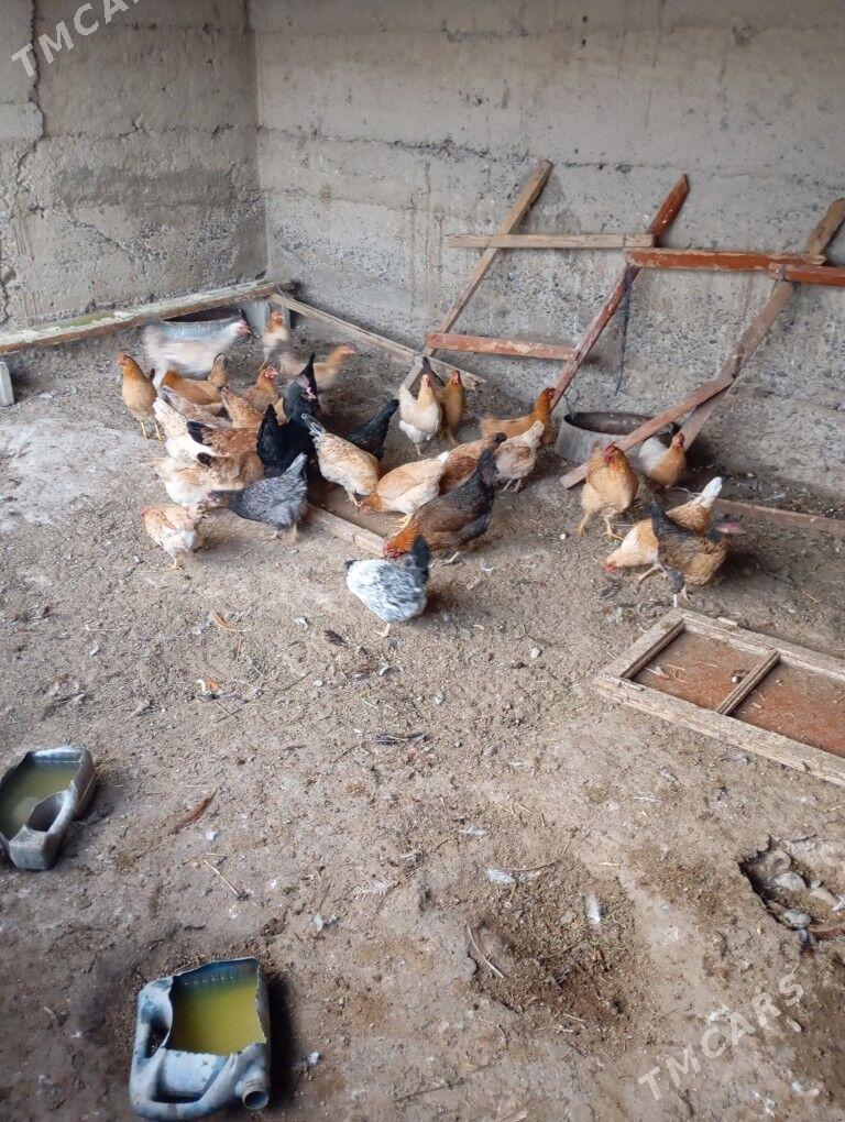 damasny towuk - Kaka - img 1