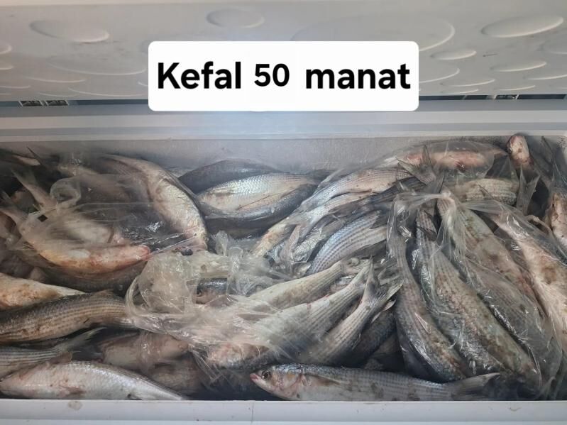 Kefal balyk - Änew - img 1