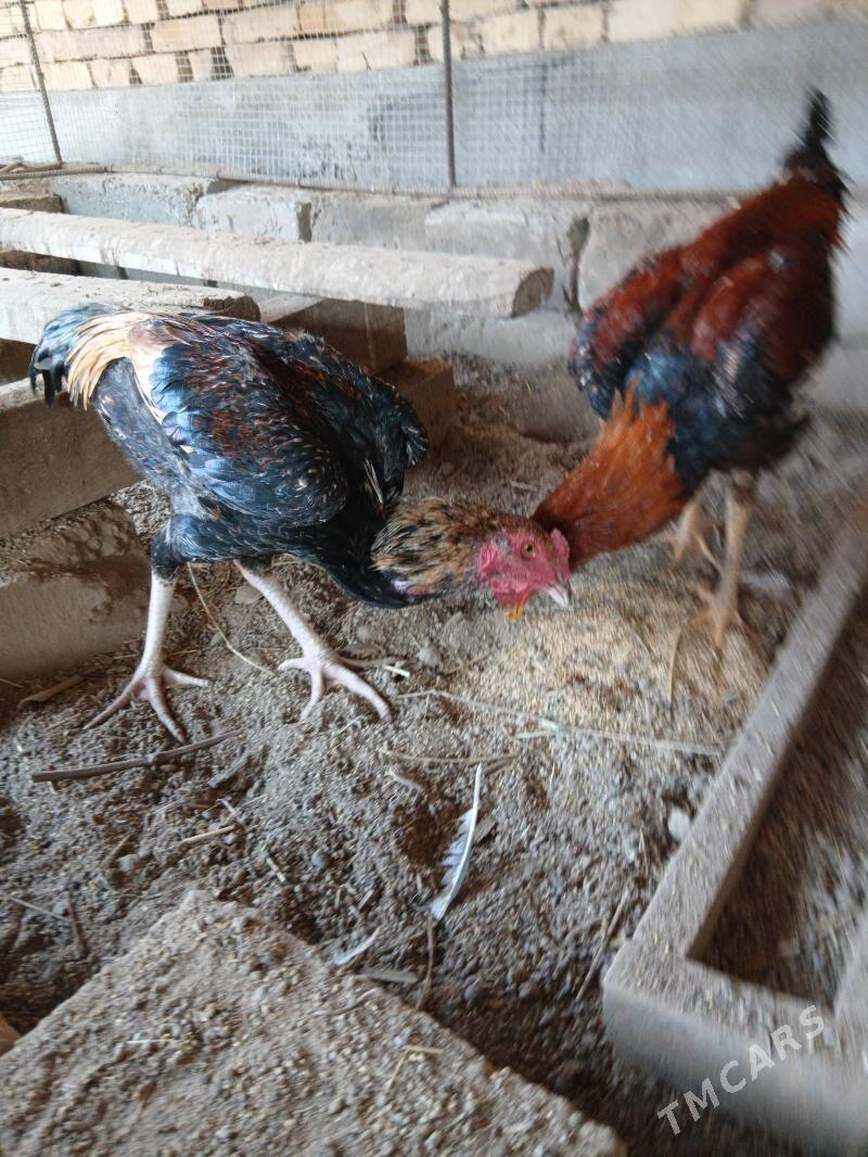 horaz baysowy - Türkmenabat - img 1