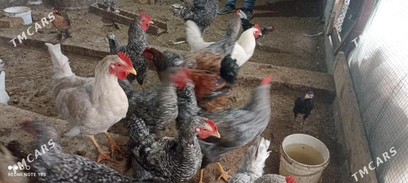 ýaş horazlar - Türkmenabat - img 1