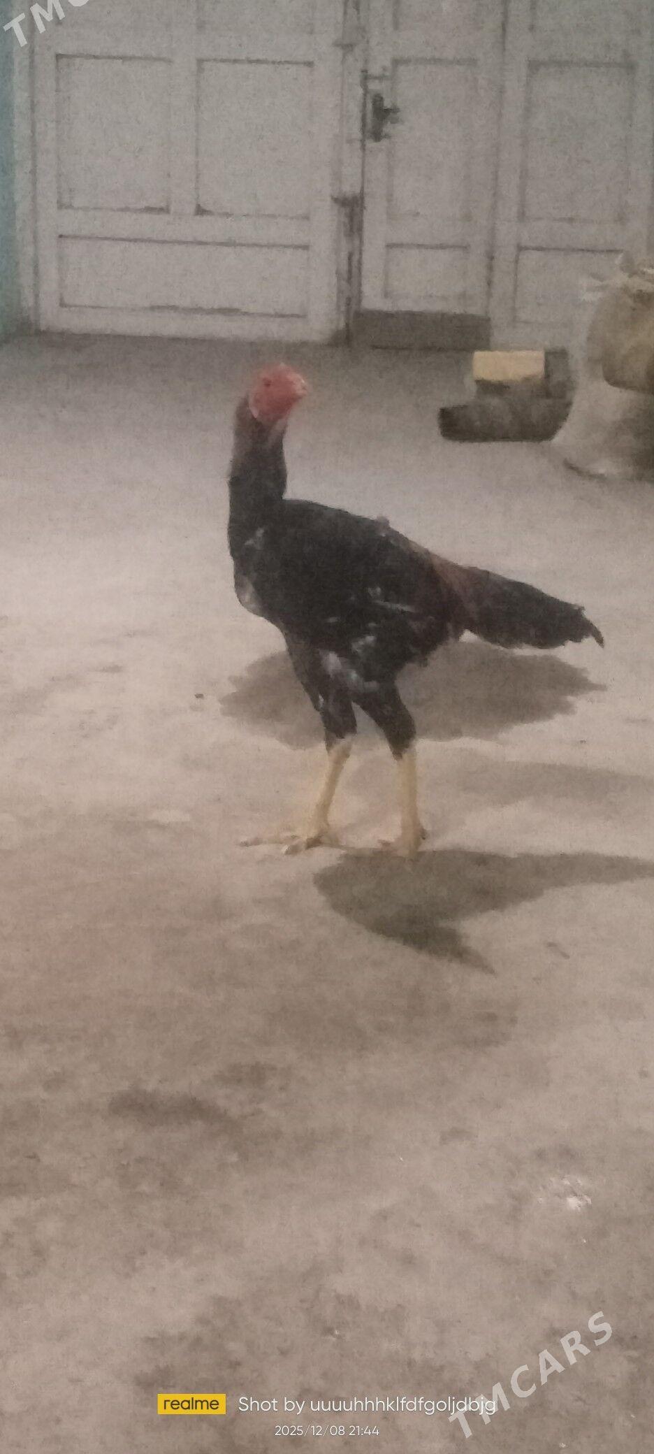 juyje - Daşoguz - img 1