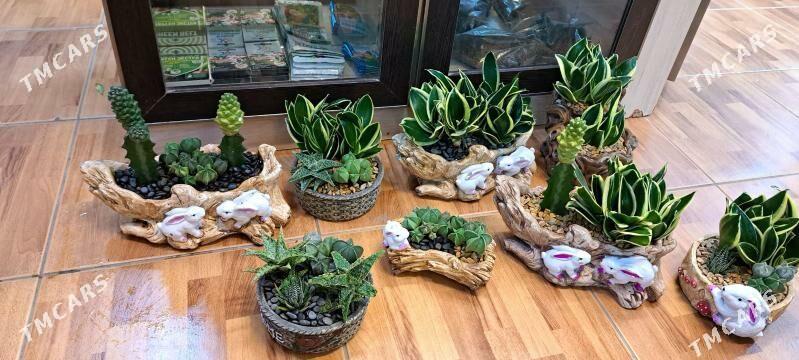 цветочный магазин - Aşgabat - img 1