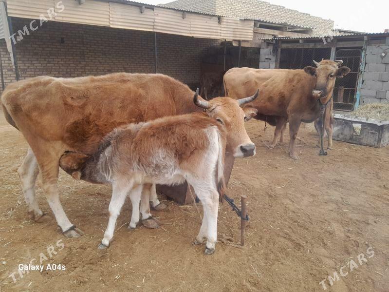 sygyr gòleli - Babadaýhan - img 1