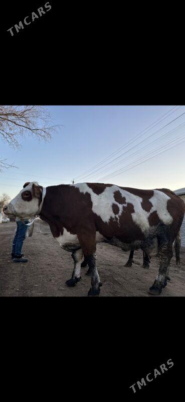 sygyr - Murgap - img 1