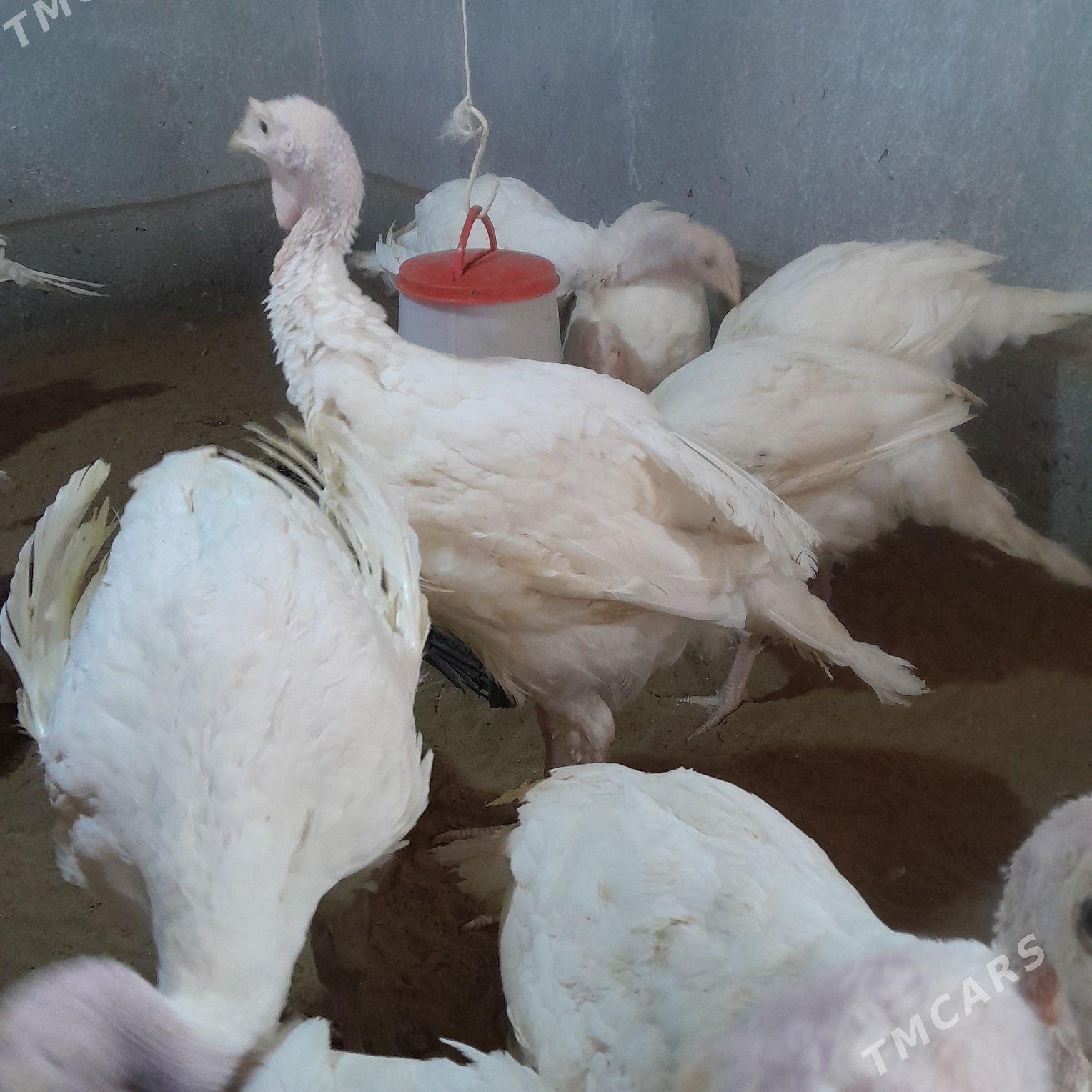 BIG 6 INDUK JUJE - Анев - img 1