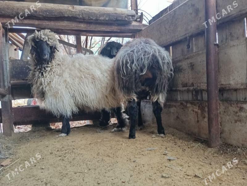 гойун - Gökje - img 1