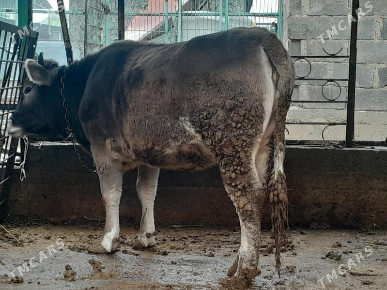 gole - Ашхабад - img 1