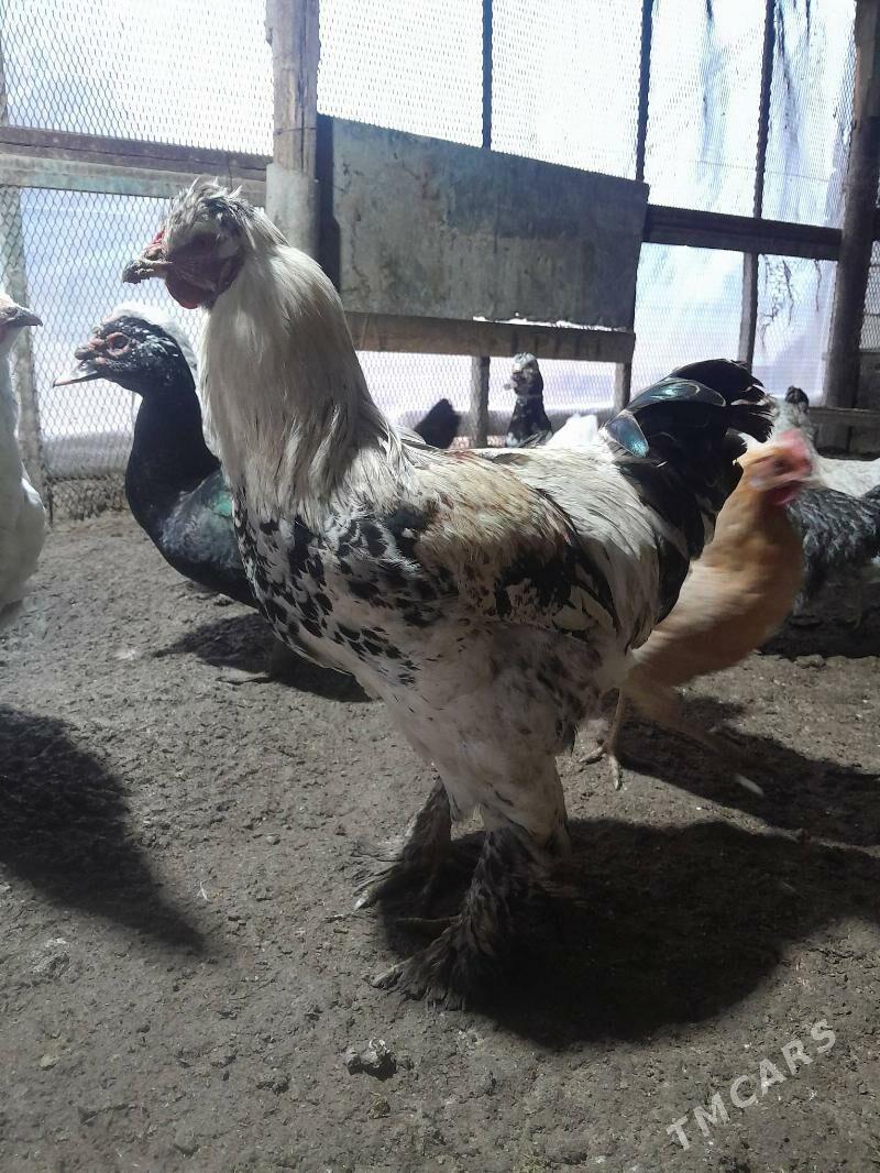 Balgar horaz - Änew - img 1