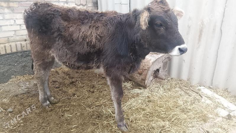 tuwe - Бахарден - img 1