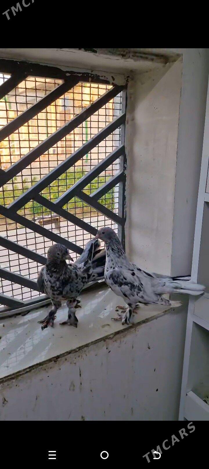 kepderi - Чоганлы - img 1