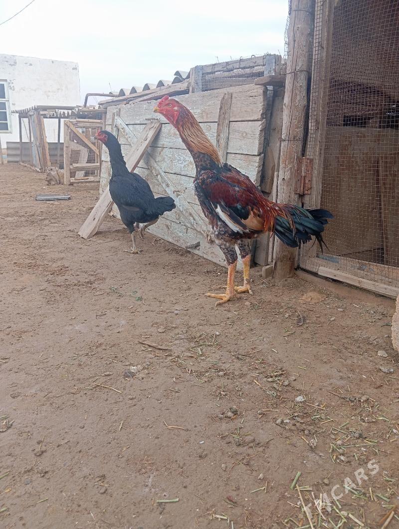 horoz - Baýramaly - img 1