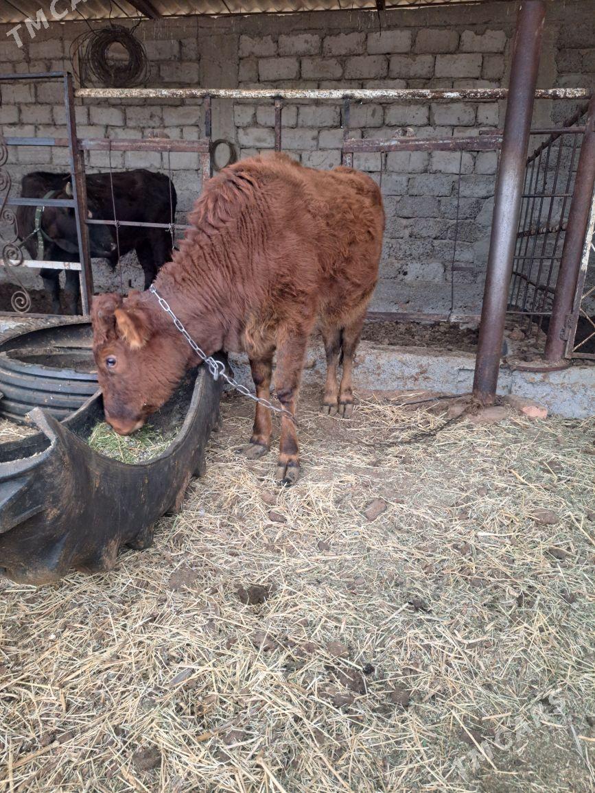 gole - Aşgabat - img 1