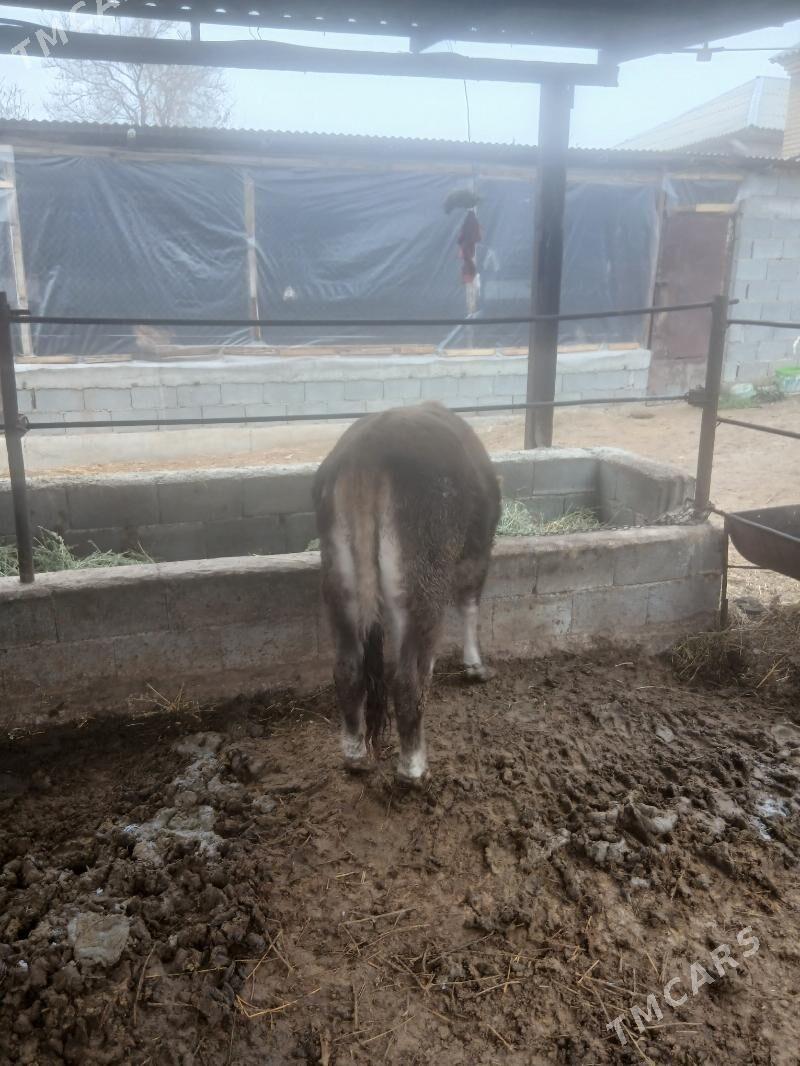 bakylan tuwe - Gökdepe - img 1