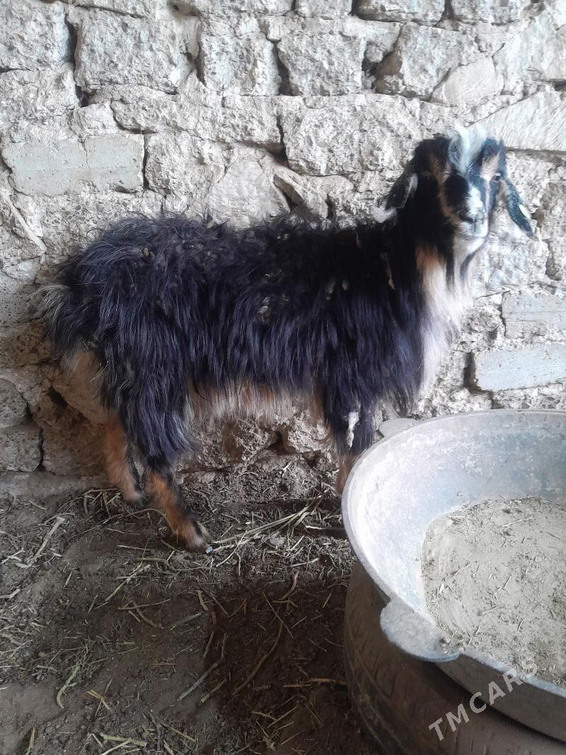 geci - Гызыларбат - img 1