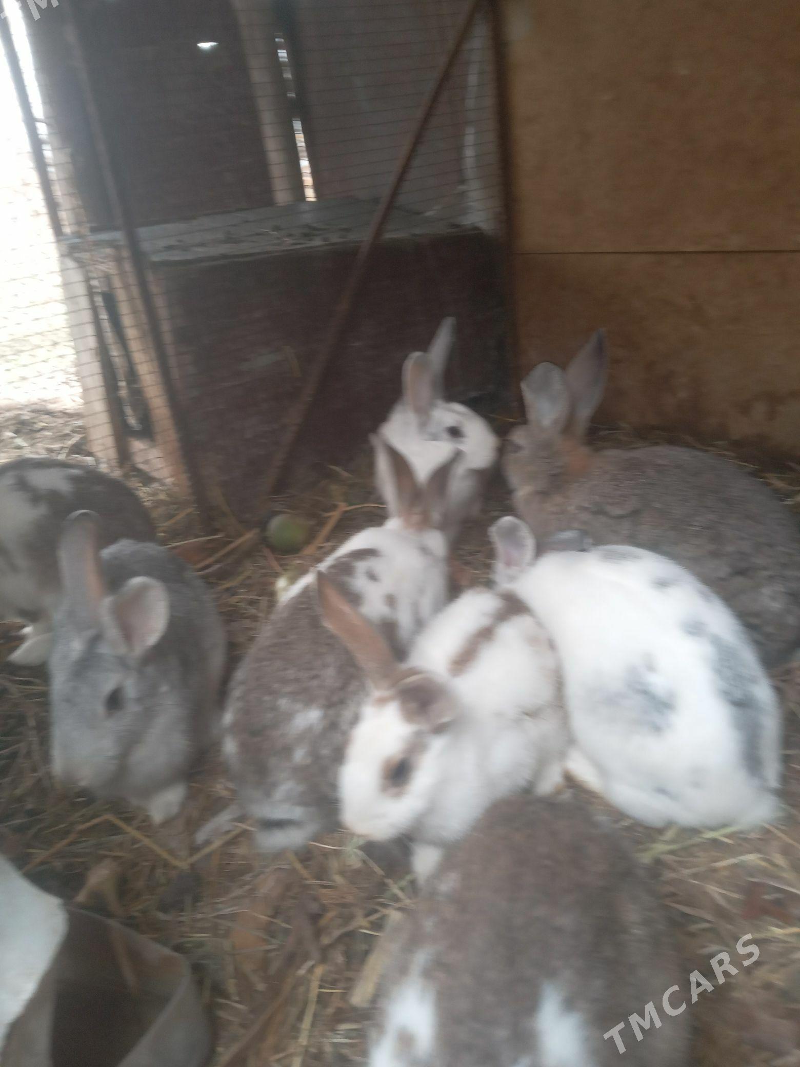 Towşan - Туркменабат - img 1