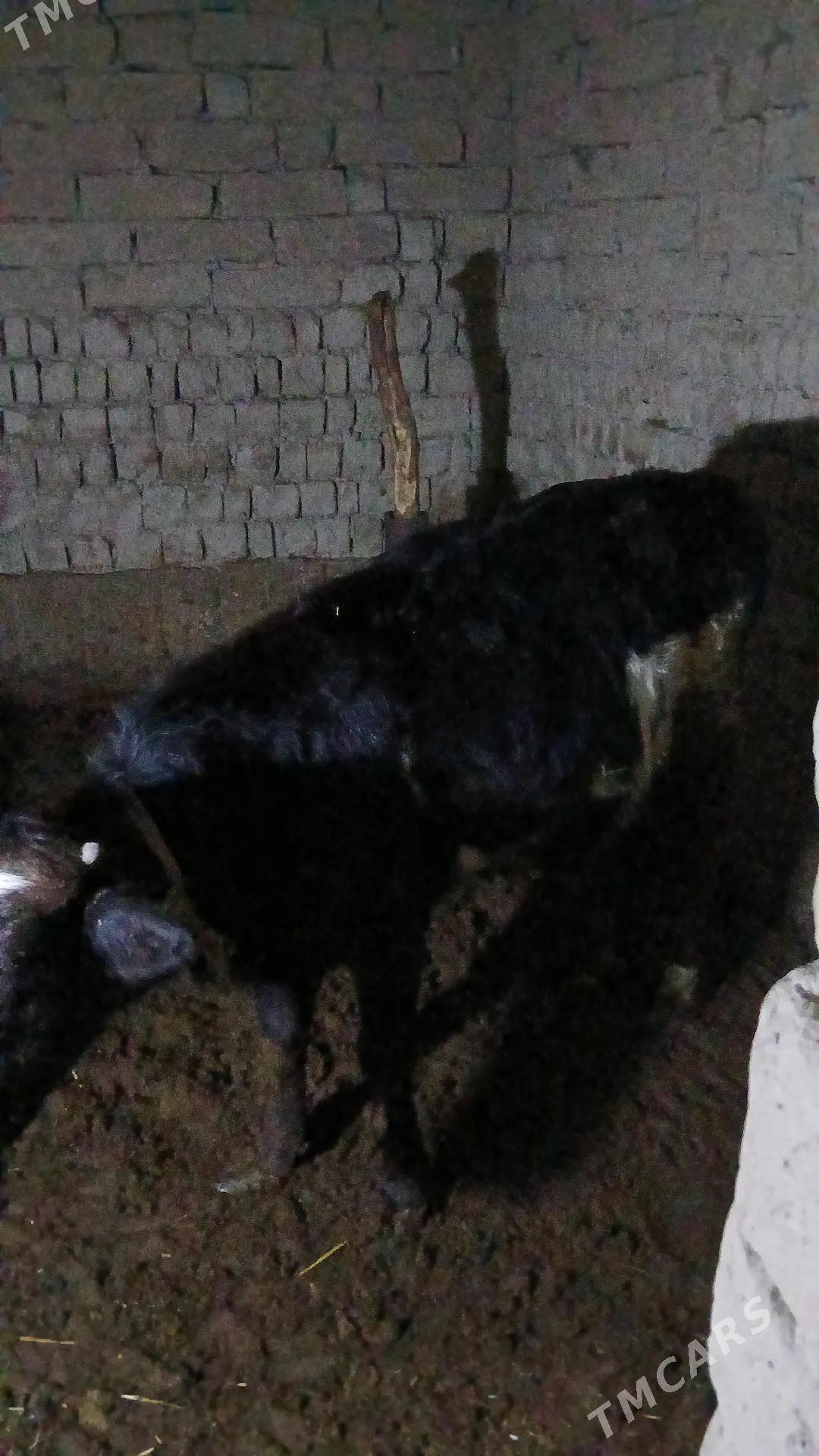 gole okuz - Gökdepe - img 1