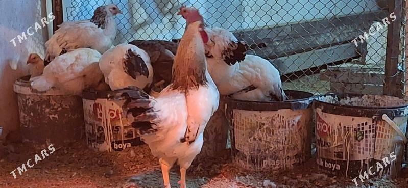 dominat 104 - Büzmeýin - img 1